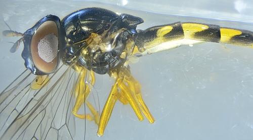 Melanostoma mellinum